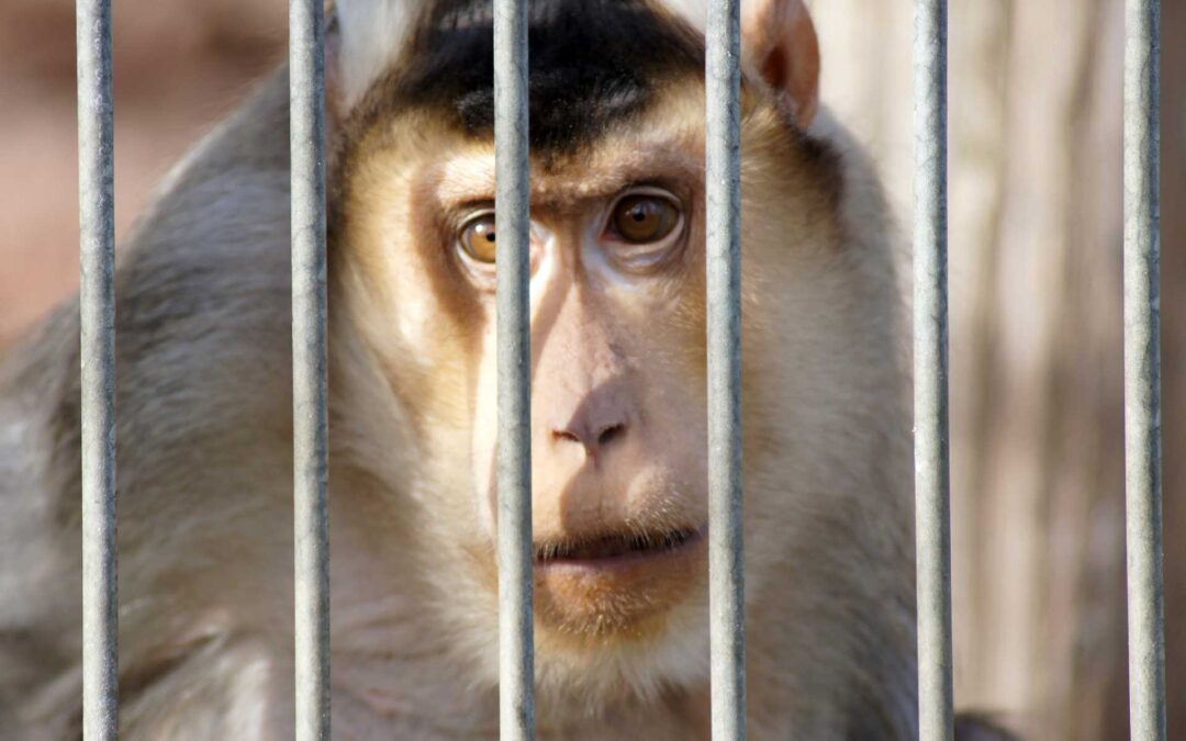 Macachi, potrà riprendere la sperimentazione nelle Università di Torino e Parma Il Consiglio di Stato ha dato il via libera allo studio che si propone di ridare la vista a persone cieche a causa di lesioni al cervello. Il ricercatore Tamietto: «Abbiamo perso un anno e mezzo per colpa di teorie complottiste e negazioniste»